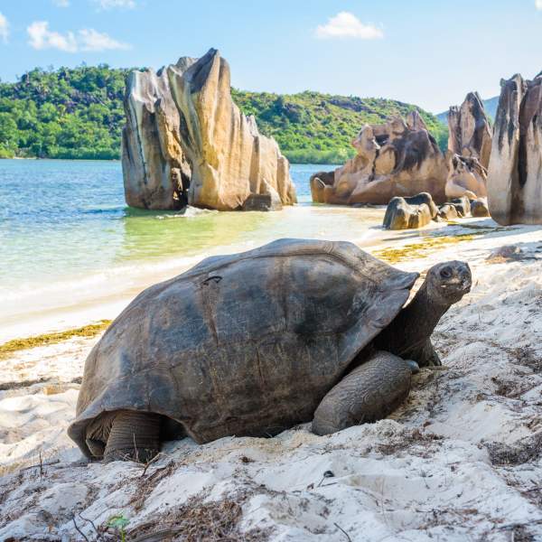 Encuentra a las tortugas gigantes de las Seychelles