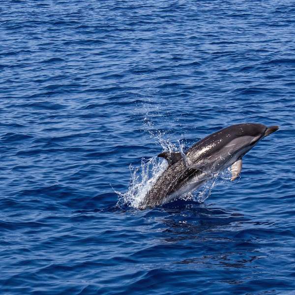 Photo Cross the Atlantic Ocean on a catamaran flotilla